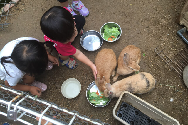 多種多様のどうぶつとのふれあい1