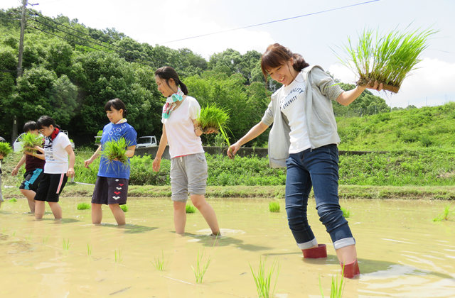 田植え